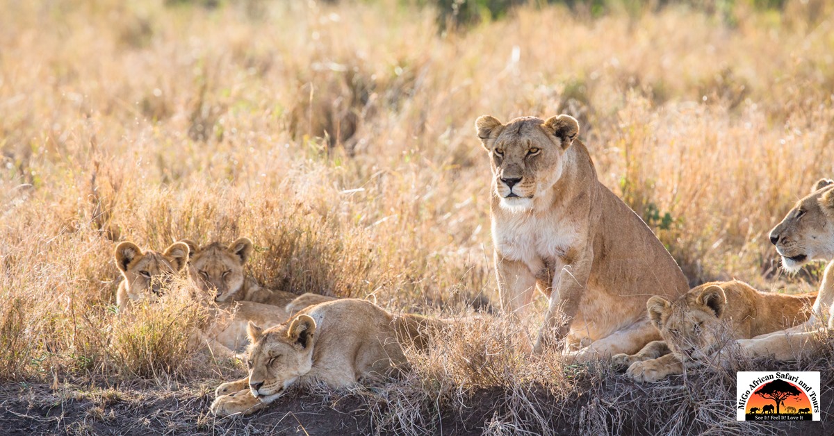 Lion pride resting in the grass
