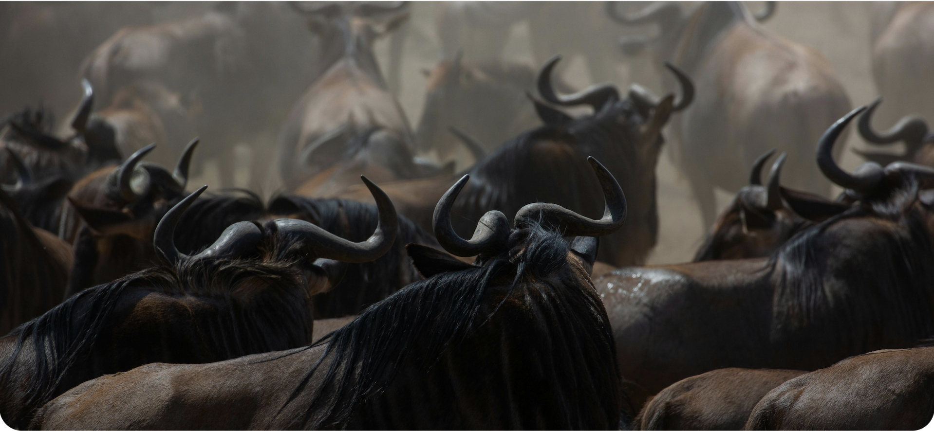 Tanzanian safari landscape