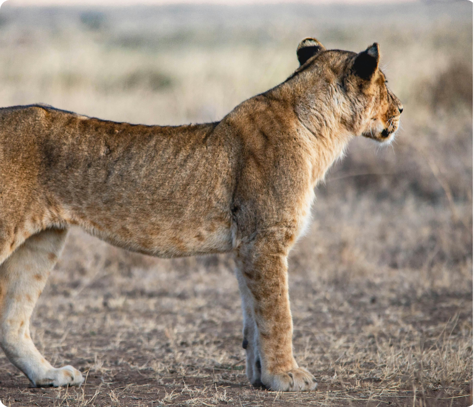 how much is a tanzania safari 2