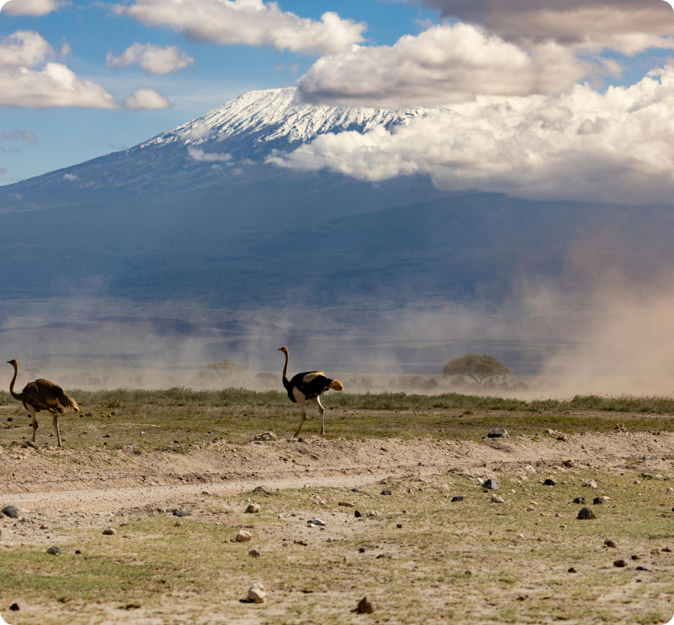 how much is a tanzania safari