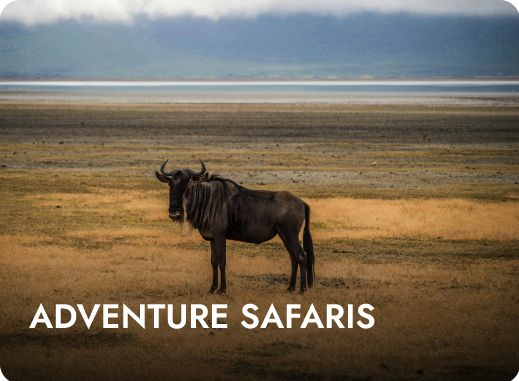Adventure Safaris