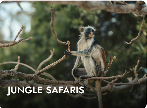 Jungle Safaris