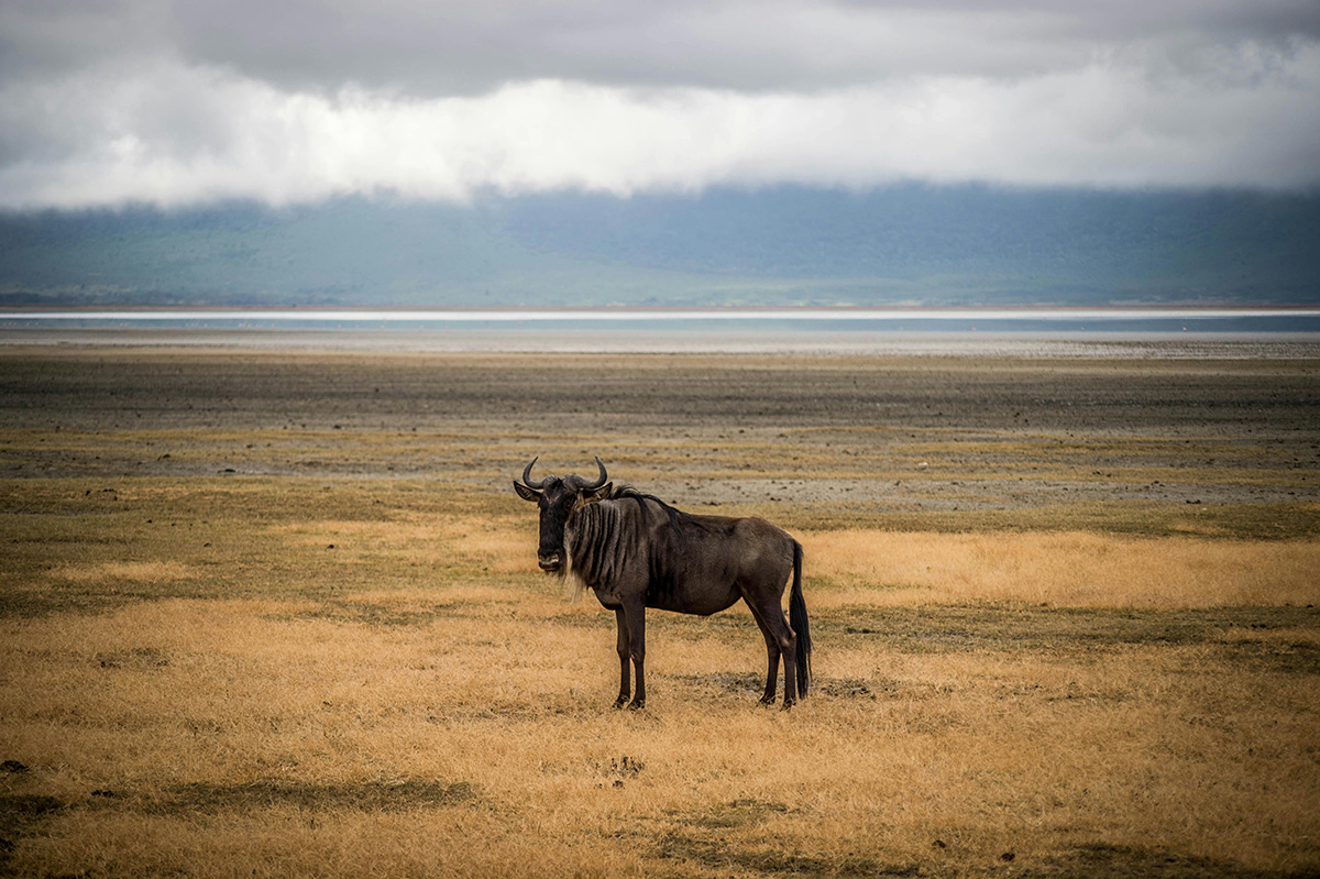 Wildebeest in Tanzania